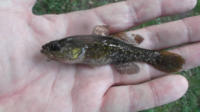 Largemouth Bass