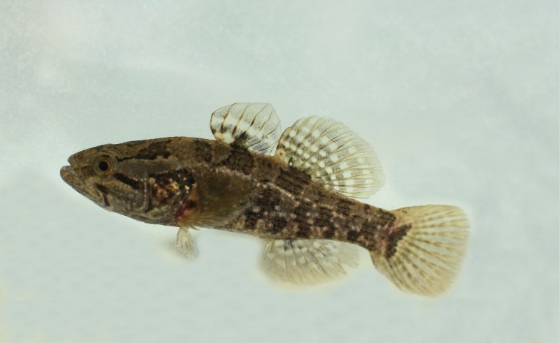 Амурский ротан (Perccottus glenii
