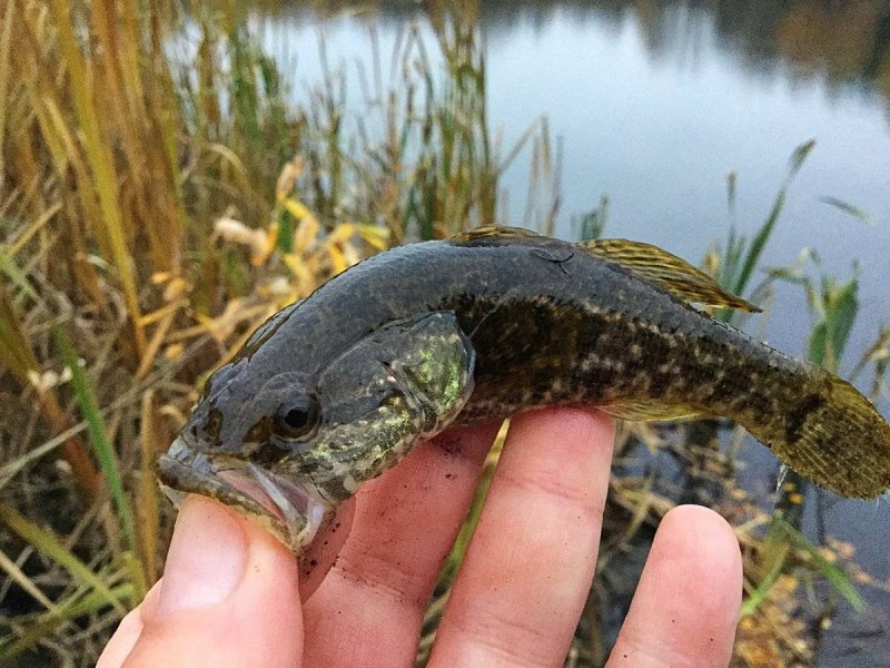 Амурский ротан (Perccottus glenii