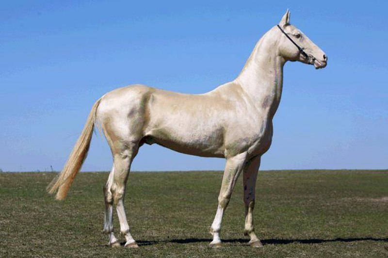 Ахалтекинская лошадь (70 фото)