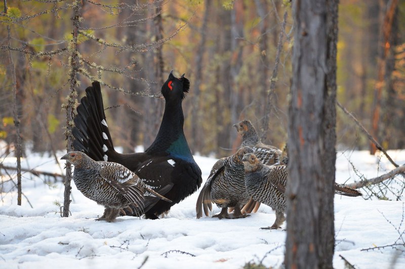 Глухарь (Tetrao urogallus)
