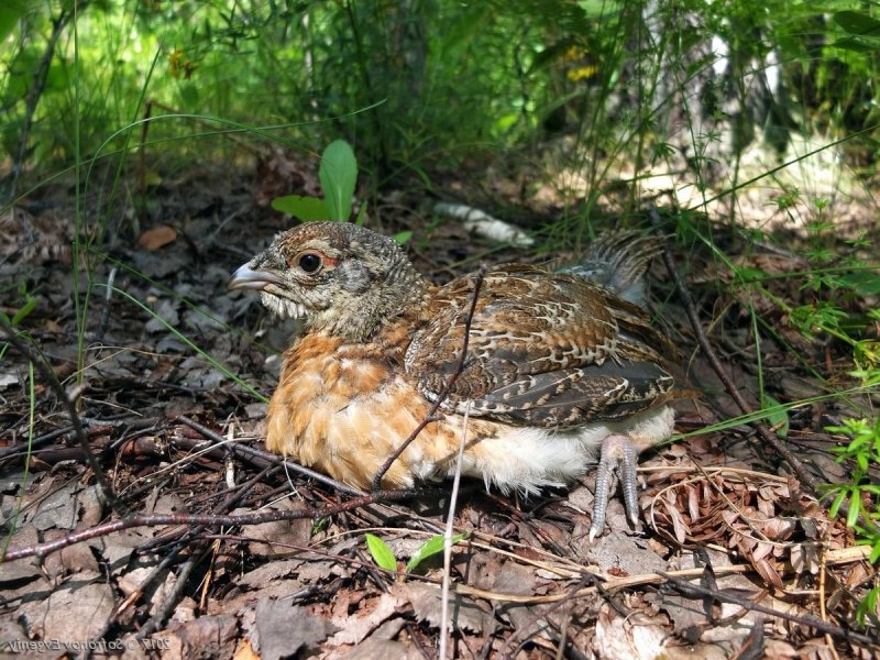 Глухарь (Tetrao urogallus)