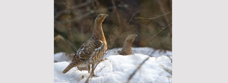 Глухарь (Tetrao urogallus)