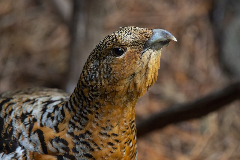 Западный Глухарь (Tetrao urogallus)