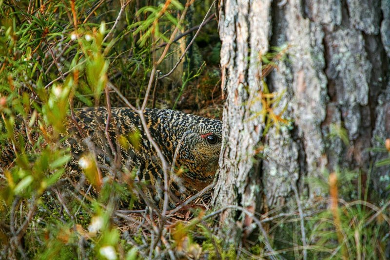 Глухарь (Tetrao urogallus)