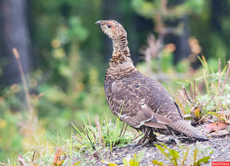 Глухарь (Tetrao urogallus)