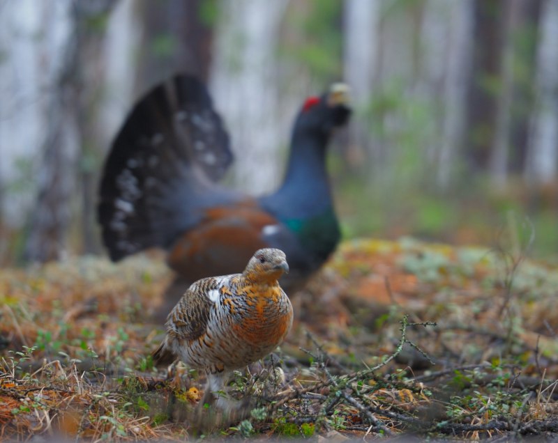 Глухарь - Capercaillie