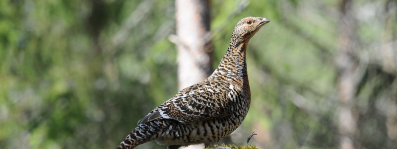 Глухарь (Tetrao urogallus)