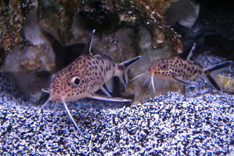 Синодонтис многопятнистый (Synodontis multipunctatus)