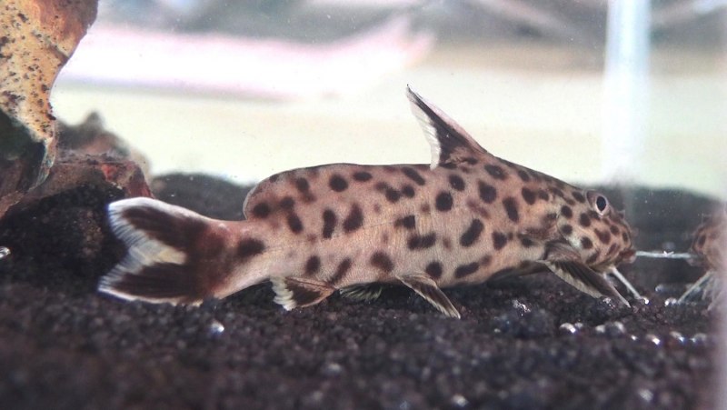 Синодонтис эуптерус (Synodontis eupterus)