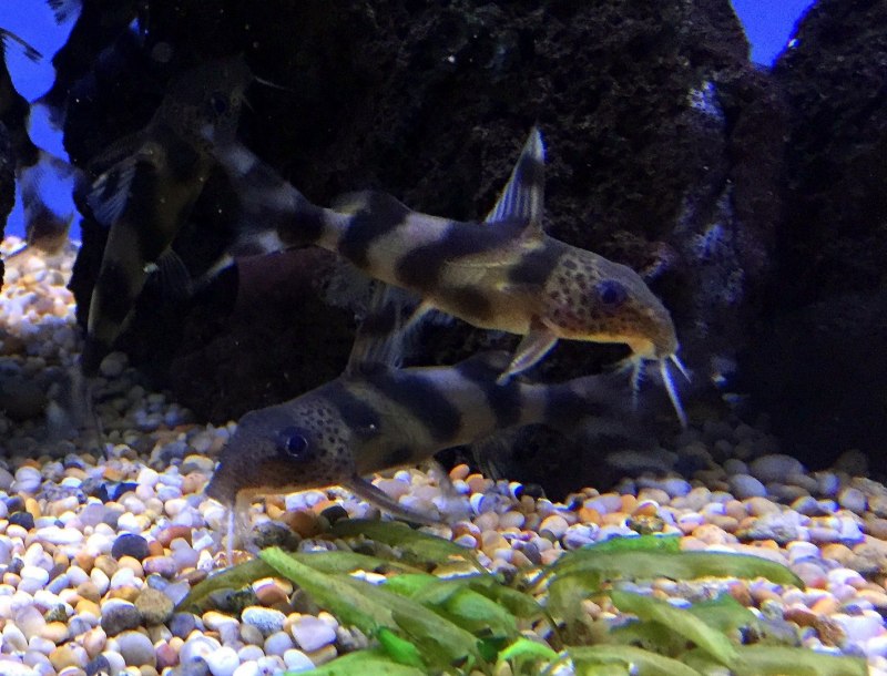 Синодонтис эуптерус (Synodontis eupterus)