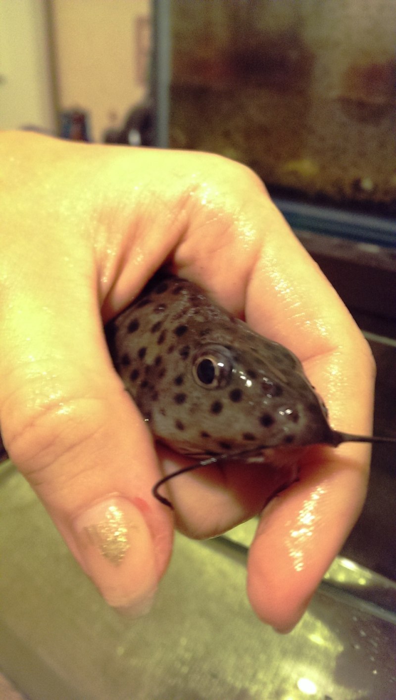Синодонтис петрикола Synodontis petricola синодонтис петрикола