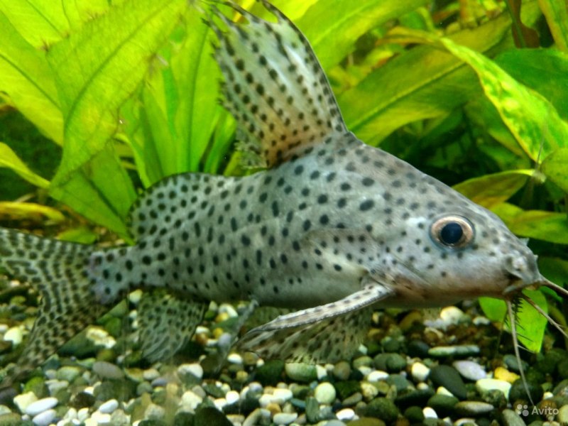 Синодонтис эуптерус (Synodontis eupterus)