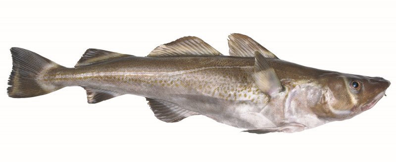 Black Cod fillets
