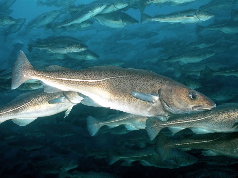 Сайка (Boreogadus saida)