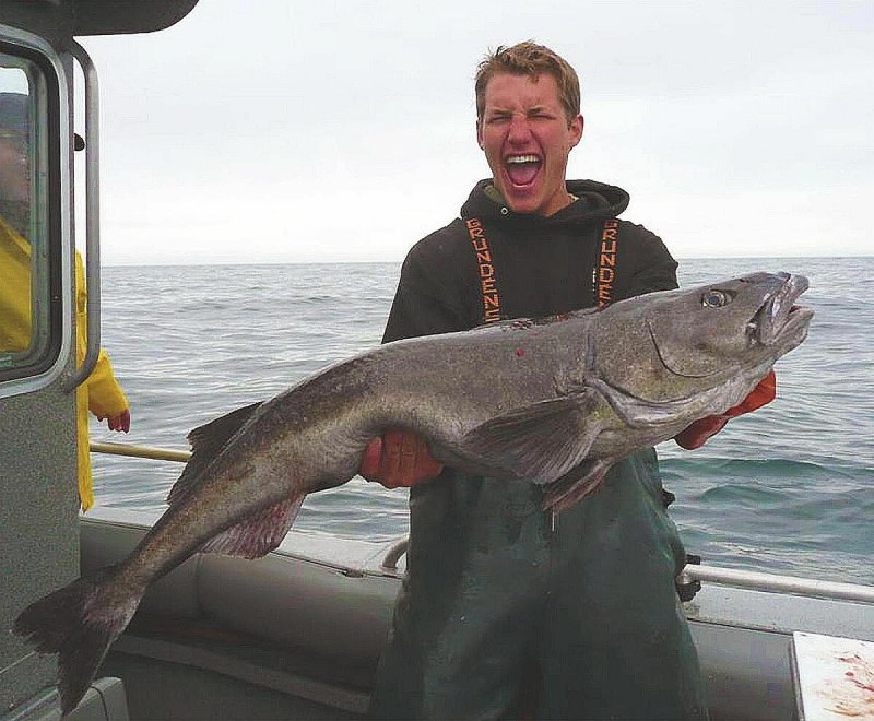 Black Cod рыба