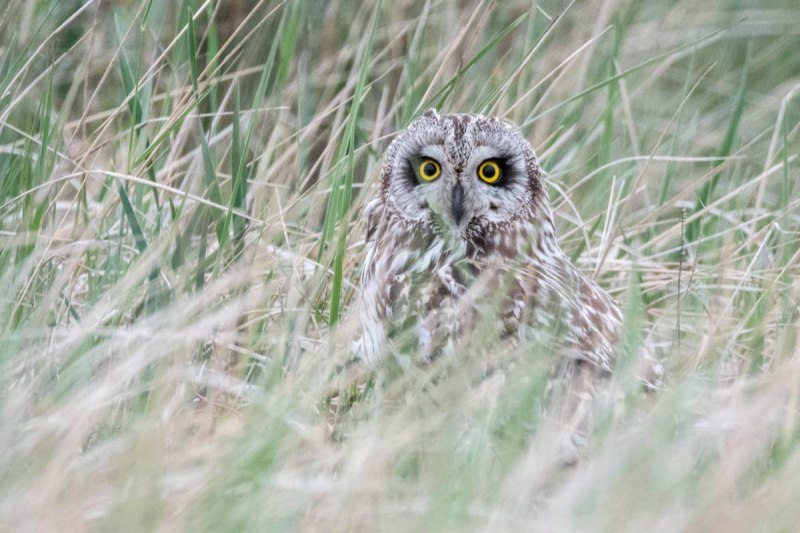 Болотная Сова (ASIO flammeus)