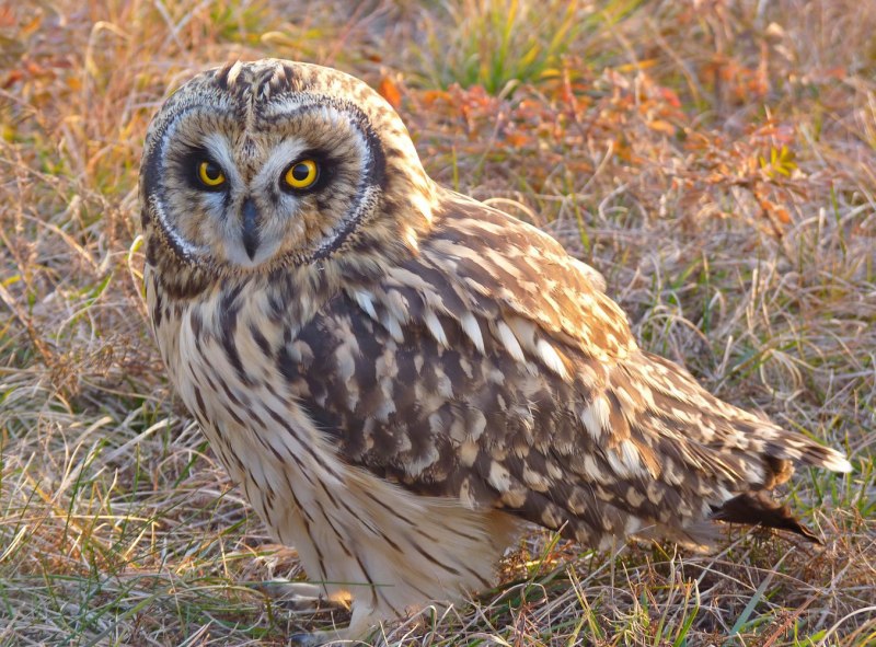 ASIO flammeus
