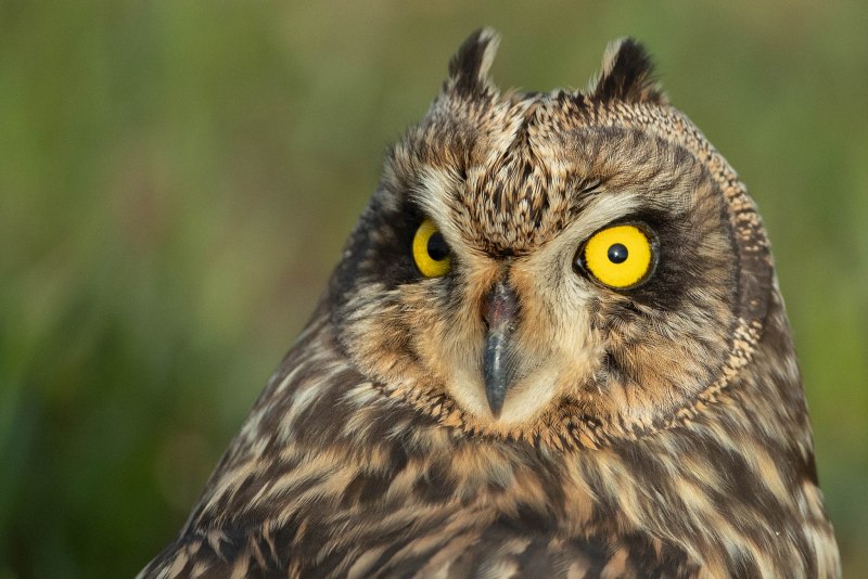 Болотная Сова (ASIO flammeus)