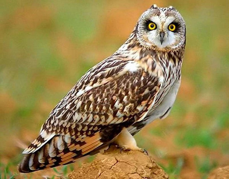 ASIO flammeus