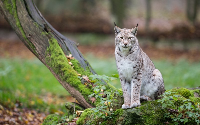 Обыкновенная Рысь Lynx Lynx