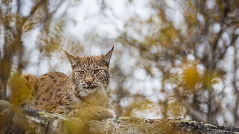 Рысь — Lynx Lynx
