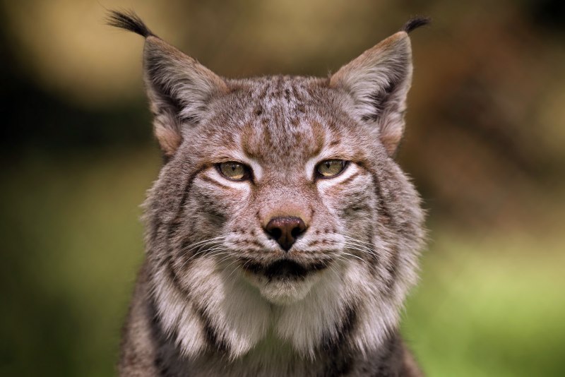 Рысь - Lynx Lynx (Linnaeus, 1758)