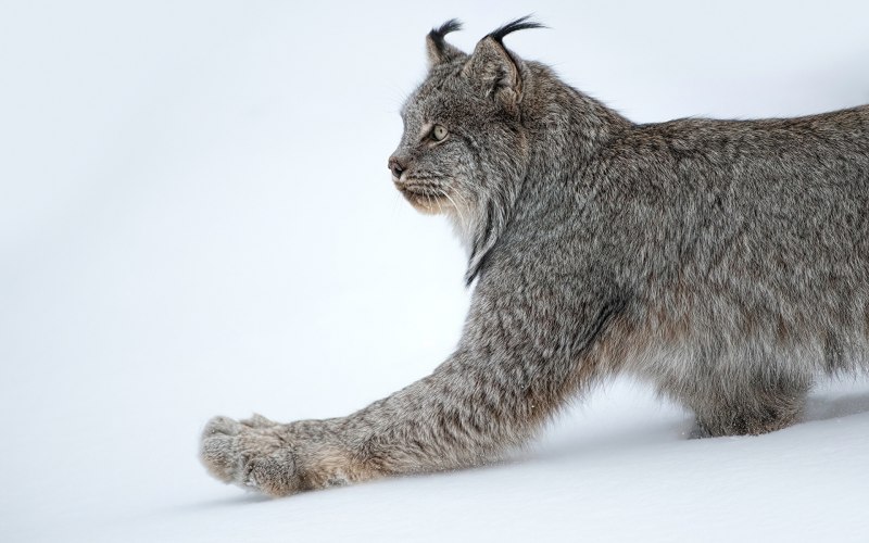 Обыкновенная Рысь Lynx Lynx