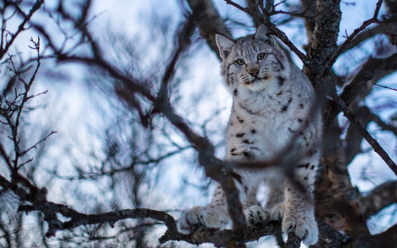 Рысь обыкновенная (Felis Lynx l.),