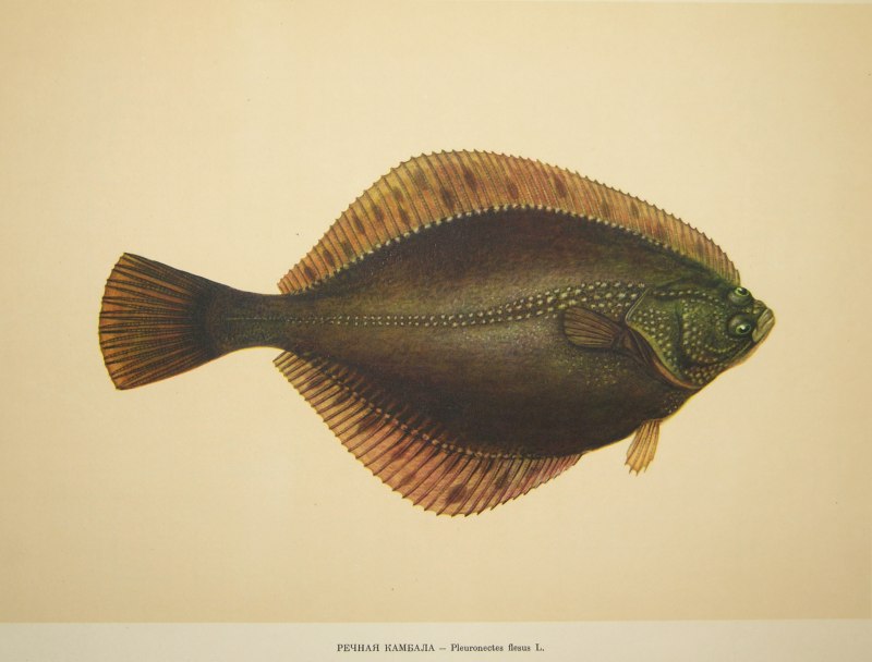 Морская камбала (pleuronectes platessa)