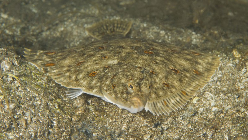 Морская камбала мальки