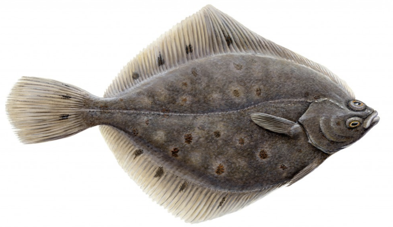 Морская камбала (pleuronectes platessa)
