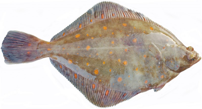 Морская камбала (pleuronectes platessa)