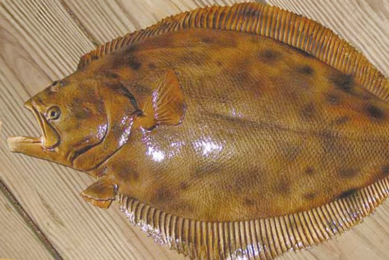 Flounder рыба камбала