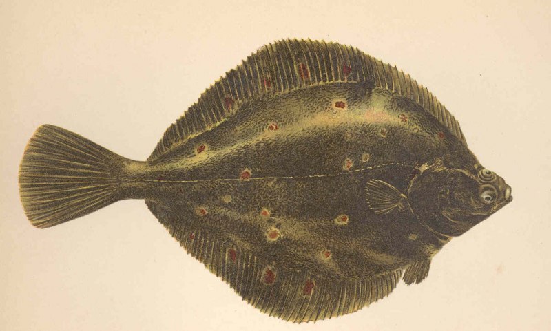 Морская камбала (pleuronectes platessa)