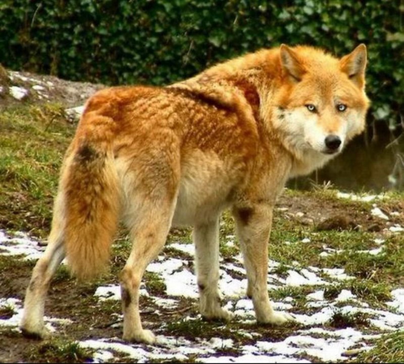 Canis Lupus crassodon