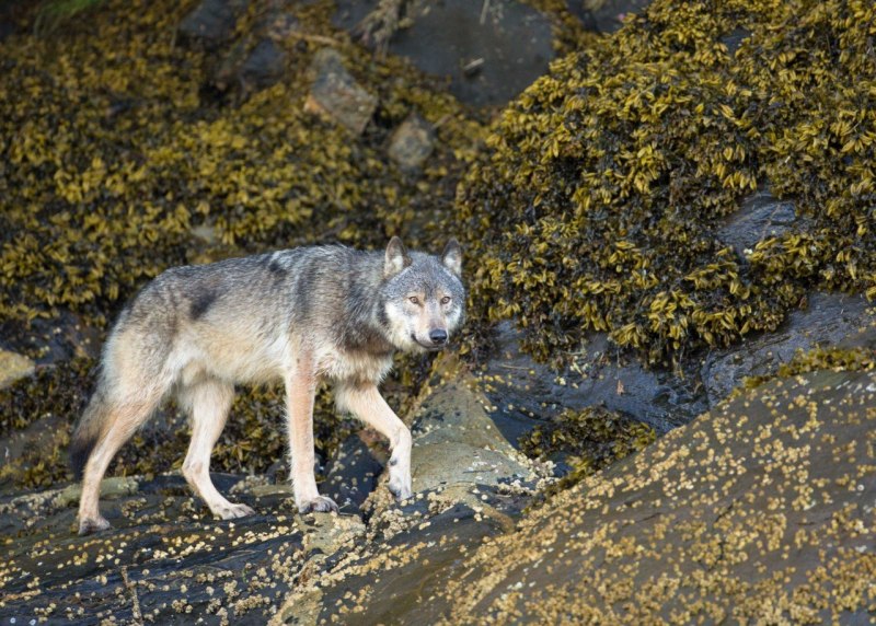 Canis Lupus Chanco