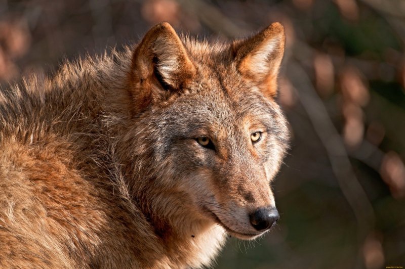 Волк canis Lupus
