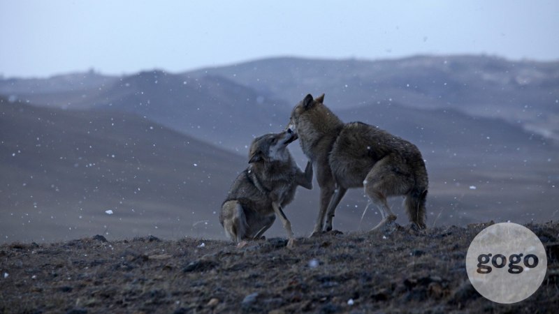Кенайский волк canis Lupus alces