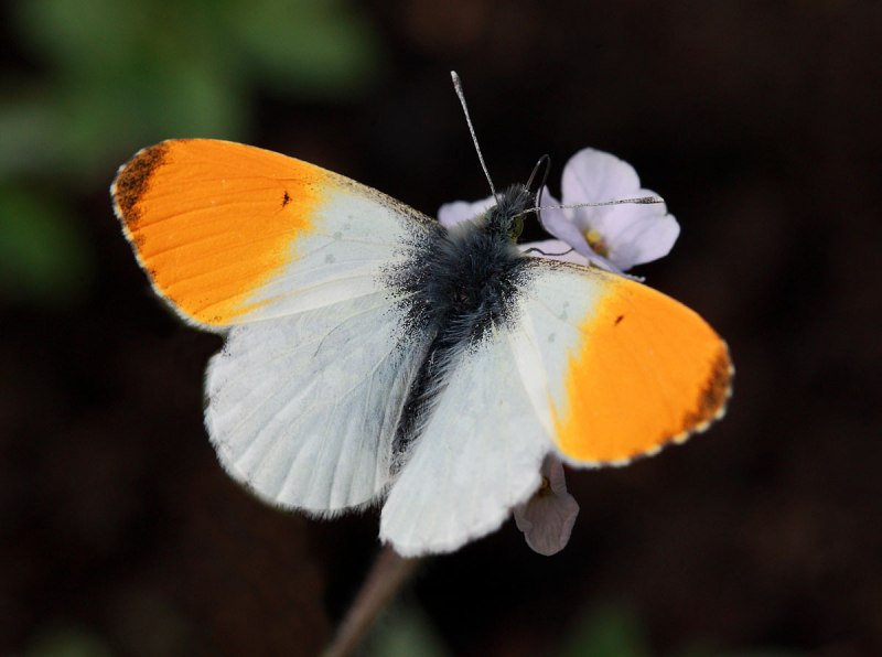 Anthocharis Cardamines