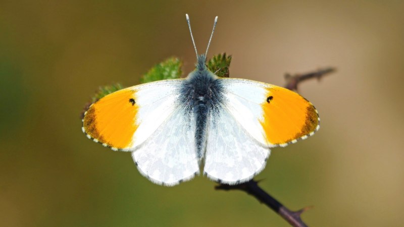 Зорька, или Аврора (Anthocharis Cardamines)
