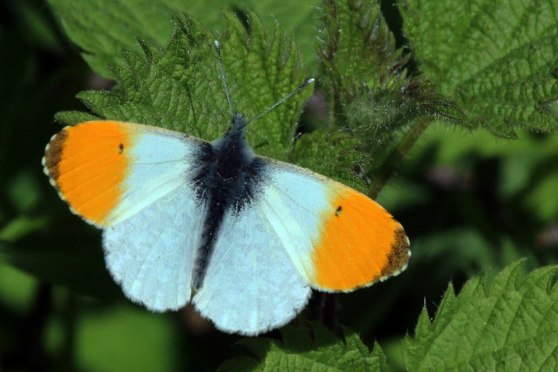 Зорька (Anthocharis Cardamines)