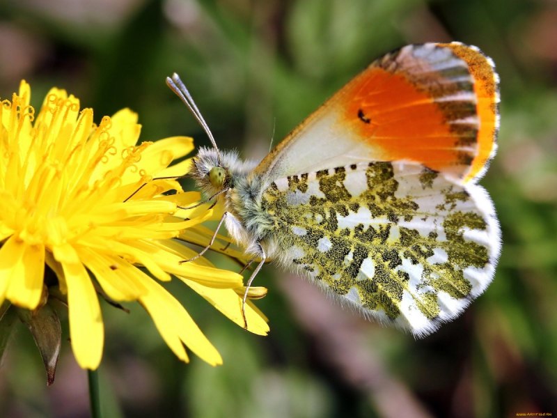 Белянка (Hebomoia glaucippe)