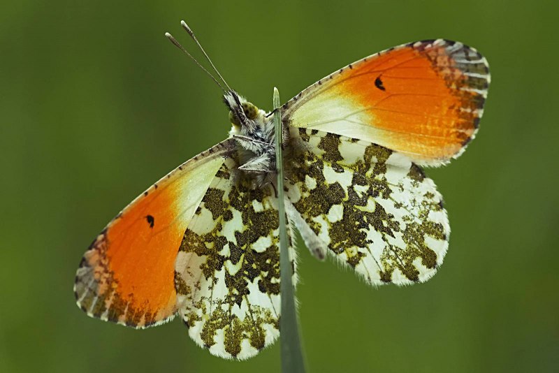 Зорька бабочка (77 фото)