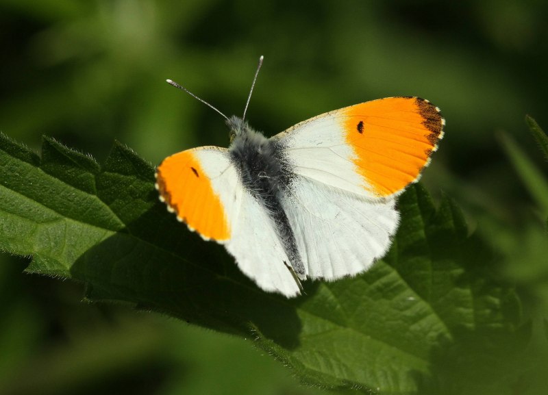 Anthocharis Cardamines