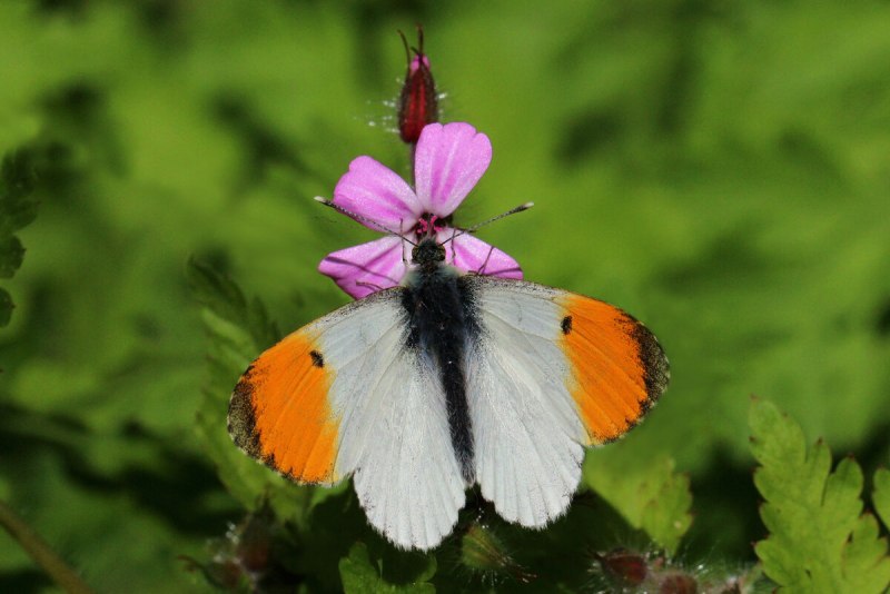 Anthocharis Cardamines