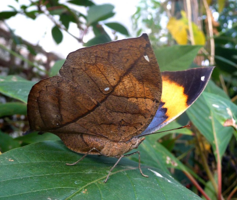 Палочник листовидка Phyllium siccifolium