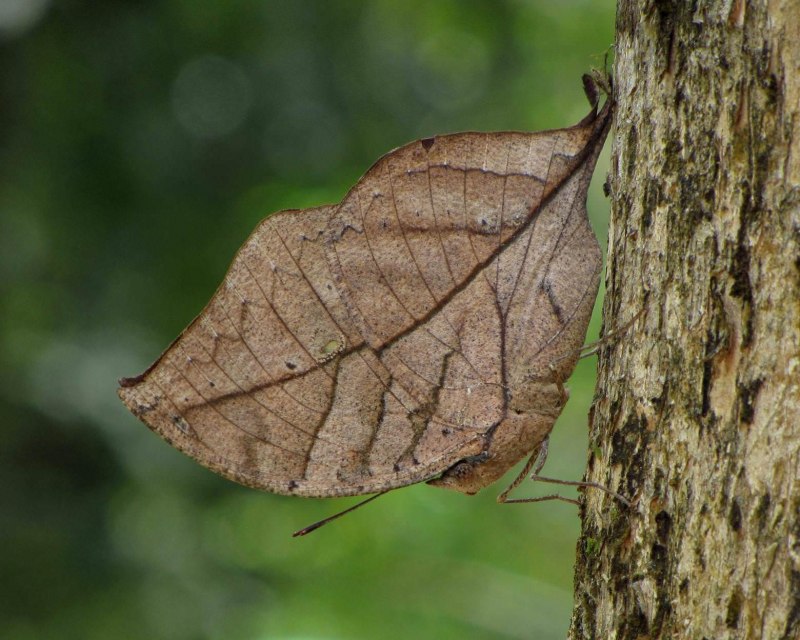 Палочник листовидка Phyllium siccifolium