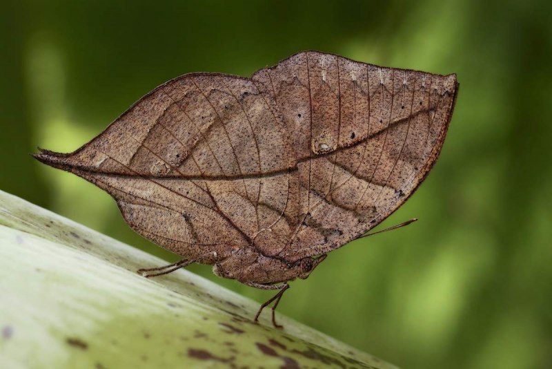 Phyllium siccifolium