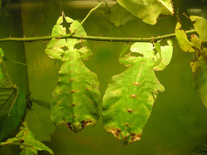 Палочник листовидка Phyllium siccifolium